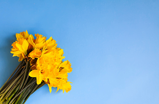 포토 JPG 해외이미지 꽃 하늘색 실내 사람없음 노란색 수선화 카피스페이스 해외포토 식물 컬러 내부 파란색 공백 파일형식 이미지허브
