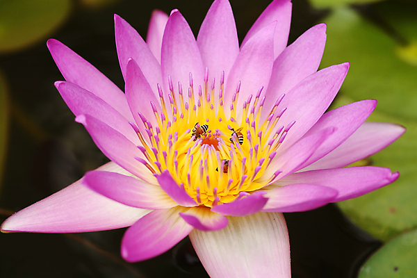 포토 JPG 해외이미지 식물 꽃잎 꽃 아시아 호수 분홍색 곤충 백그라운드 잎 꽃무늬 자연 연꽃 사람없음 야외 장식 초록색 물 뷰티 반사 노란색 정원 보라색 봄 벚꽃 흰색 연못 개화 닫기 백합 벌 제비꽃 꽃가루 내추럴 해외포토 자연요소 동물 계절 나라 컬러 무늬 모션 가루 생태계 파일형식 이미지허브