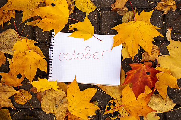 포토 JPG 해외이미지 나무 식물 디자인 계절 종이 백그라운드 컨셉 단풍 잎 패턴 오렌지 학교 자연 프레임 건조 사람없음 장식 컬러풀 쪽지 공백 수확 인사 신용카드 발표 황금 숲 9월 11월 질감 시트 10월 옛날 해외포토 교육 컬러 무늬 농업 과일 금융 예절 날짜 생태계 파일형식 이미지허브