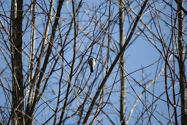 포토 JPG 해외이미지 나무 동물 척추동물 야생동물 과학 백그라운드 자연 조류 생물 사람없음 야외 환경 검은색 회색 다양 흰색 나뭇가지 점 보호 숲 검색 생태계 생물학 부리 장면 나무껍질 리빙 계산서 동물상 삼림지대 생태학 해외포토 식물 교육 컬러 다수 컨셉 조형물 껍질 파일형식 이미지허브