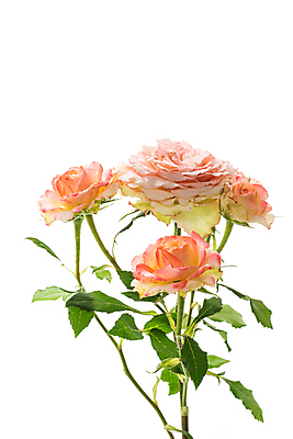 포토 JPG 해외이미지 식물 꽃 꽃다발 결혼 백그라운드 꽃무늬 오렌지 텍스트 탁자 휴가 발렌타인데이 선물 사랑 이벤트 사람없음 뷰티 장미 파티 축제 봄 낭만 젖음 수확 벚꽃 흰색 나뭇가지 시골 축하 인사 신용카드 생일 개화 작음 다발 삼베 감사 엽서 내추럴 고립 스타일 국경 해외포토 나무 계절 기념일 감정 컬러 가구 컨셉 무늬 농업 과일 데이이벤트 금융 예절 크기 편지 파일형식 천_직물 이미지허브