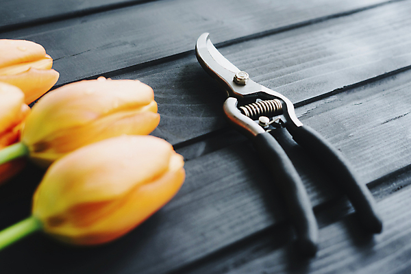 포토 JPG 해외이미지 나무 템플릿 디자인 꽃잎 꽃 종이 벽 꽃다발 백그라운드 컨셉 잎 패턴 오렌지 탁자 봉투 주택 타이포그라피 사람없음 내부 목재 장식 초록색 노란색 정원 검은색 공백 튤립 수확 흰색 공구 그리기 자르기 꽃집 책상 그림 레이아웃 테이프 5 시트 원예사 해외포토 식물 직업 문자 컬러 가구 무늬 농업 과일 재료 모션 문구용품 건물 숫자 상점 도구 파일형식 이미지허브