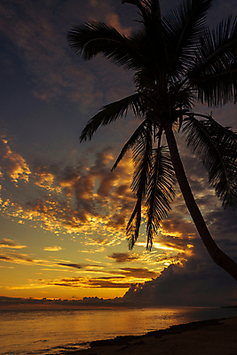 포토 JPG 해외이미지 나무 실루엣 바다 분홍색 섬 여행 오렌지 자연 하늘 아침 휴가 손바닥 사람 풍경 사람없음 비키니 컬러풀 여행객 평화 일출 기댐 일몰 새벽 산책 만 오세아니아 휴양지 눈금 태평양 코코넛 파라다이스 해외포토 주간 자연요소 식물 손 수영복 나라 컬러 컨셉 과일 모션 휴식 촬영기법 노을 장소 생태계 파일형식 이미지허브