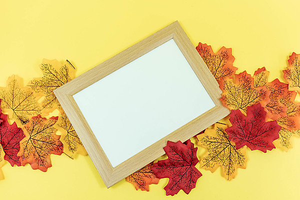 포토 JPG 해외이미지 나무 계절 벽 백그라운드 컨셉 단풍 잎 자연 탁자 바닥 아이디어 프레임 사람없음 목재 장식 초록색 컬러풀 뷰티 갈색 노란색 우주 공백 가을 흰색 시골 닫기 널 11월 책상 그림 질감 각도 슛 자작나무 구성 노란배경 해외포토 식물 컬러 가구 재료 모션 날짜 생태계 파일형식 이미지허브