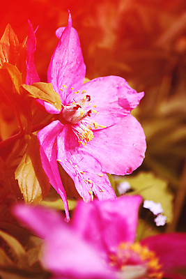 포토 JPG 해외이미지 식물 1 계절 꽃잎 꽃 분홍색 꽃다발 결혼 백그라운드 꽃무늬 자연 벽지 발렌타인데이 선물 사람없음 장식 빨간색 컬러풀 뷰티 장미 머리 정원 보라색 봄 벚꽃 신선 개화 우아함 자주색 묘사 싱글 내추럴 작약 해외포토 컬러 컨셉 무늬 데이이벤트 이벤트 신체부위 생태계 파일형식 이미지허브