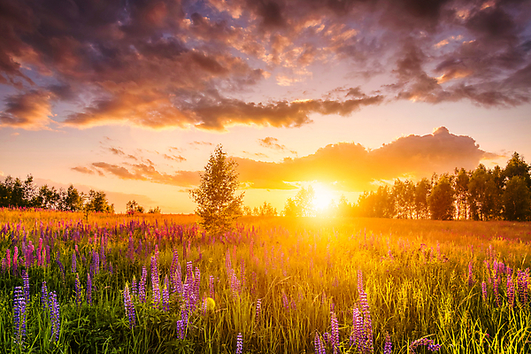 포토 JPG 해외이미지 나무 꽃밭 자연 하늘 사람없음 야외 햇빛 태양 일몰 해외포토 자연요소 식물 꽃 노을 생태계 파일형식 이미지허브