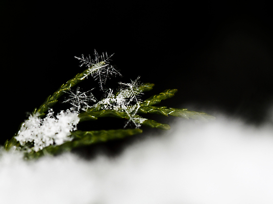 포토 JPG 해외이미지 모양 디자인 계절 조각 백그라운드 컨셉 크리스마스 겨울 패턴 추상 휴가 새해 기념 사람없음 장식 초록색 냉동 얼음 검은색 추위 흰색 나뭇가지 소나무 눈송이 은색 12월 크리스탈 오브젝트 서리 전나무 고립 정물화 해외포토 자연요소 나무 기념일 컬러 무늬 눈_날씨 날짜 광석 그림 파일형식 이미지허브