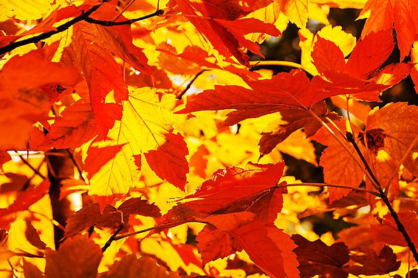 포토 JPG 해외이미지 나무 식물 디자인 계절 꽃 백그라운드 발 자연 건강 손바닥 미술 풍경 사람없음 초록색 여름 컬러풀 정원 가을 못 플랫 이슬 원예 질감 조경 부드러움 광택 페디큐어 해외포토 손 컬러 문화예술 취미 신체부위 뷰티 공구 감각 생태계 파일형식 이미지허브