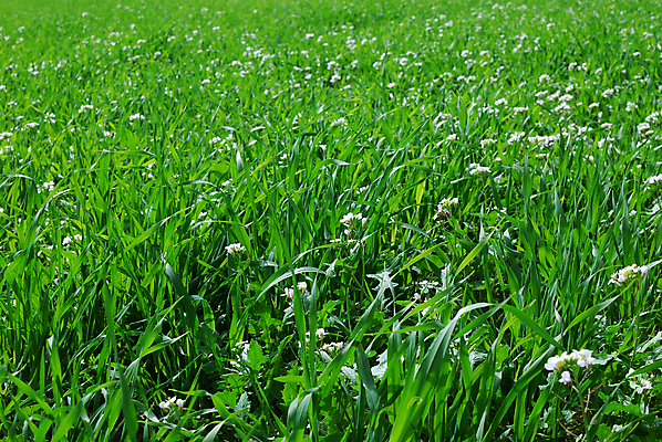포토 JPG 해외이미지 식물 꽃 백그라운드 잎 패턴 밭 자연 풍경 잔디 초원 사람없음 야외 초록색 여름 뷰티 환경 봄 활발 성장 벚꽃 전원 신선 땅 질감 심플 조경 지역 내추럴 세련 해외포토 계절 컬러 컨셉 무늬 농업 전기에너지 생태계 파일형식 이미지허브