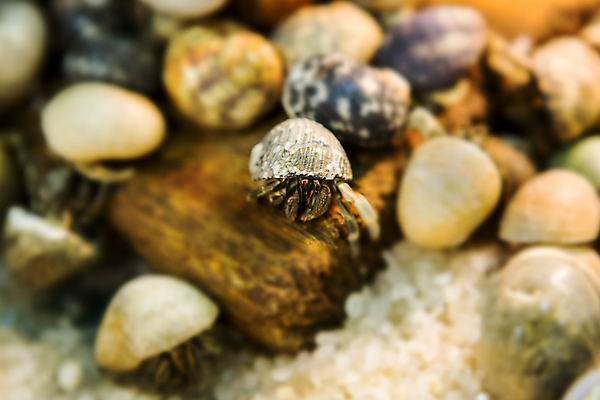 포토 JPG 해외이미지 동물 야생동물 모래 바다 섬 백그라운드 자연 하늘 조개 생물 종류 갑각류 사람없음 빨간색 물 카메라 게 껍질 흰색 작음 땅 묘사 에코 부드러움 태평양 내추럴 블러 효과 해외포토 자연요소 컬러 어패류 전자제품 환경 감각 크기 생태계 파일형식 이미지허브