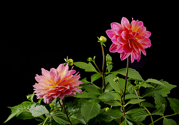 포토 JPG 해외이미지 식물 꽃잎 꽃 꽃무늬 검은배경 사람없음 컬러풀 봄 벚꽃 신선 달리아 묘사 해외포토 계절 컬러 백그라운드 무늬 검은색 파일형식 이미지허브