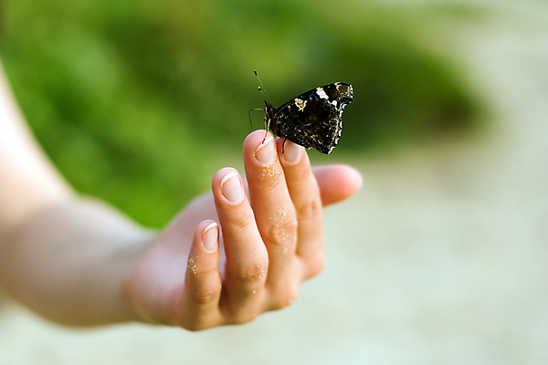 포토 JPG 해외이미지 손 나비 곤충 컨셉 손가락 자연 아이디어 손바닥 사람 사람없음 야외 초록색 뷰티 믿음 환경 터치 돌봄 생태학 해외포토 동물 교육 감정 컬러 모션 신체부위 생태계 파일형식 이미지허브