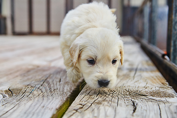 포토 JPG 해외이미지 새끼 털 사람없음 반려동물 가축 스패니얼 황금 개 골든리트리버 리트리버 강아지 모피 테리어 코 사냥개 송곳니 기르기 동반자 유래 해외포토 동물 포유류 신체부위 치아 돌봄 파일형식 이미지허브