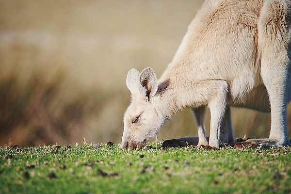포토 JPG 해외이미지 동물 응시 공원 야생동물 여행 백그라운드 밭 포유류 가족 자연 엄마 휴가 털 풍경 사람없음 야외 빨간색 초록색 여름 갈색 회색 흰색 아기 호주 숲 모피 캥거루 동쪽 내추럴 오지 파우치 해외포토 시선 계절 공공시설 컬러 농업 가방 관계 사람 오세아니아 방향 생태계 파일형식 이미지허브