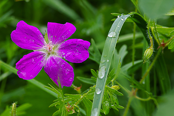 포토 JPG 해외이미지 식물 디자인 꽃 백그라운드 잎 꽃무늬 밭 자연 사람없음 야외 초록색 파란색 컬러풀 뷰티 정원 보라색 봄 들꽃 벚꽃 신선 개화 닫기 저녁 허브 제비꽃 라벤더 녹색배경 내추럴 수레국화 해외포토 계절 컬러 무늬 농업 모션 야간 생태계 파일형식 이미지허브