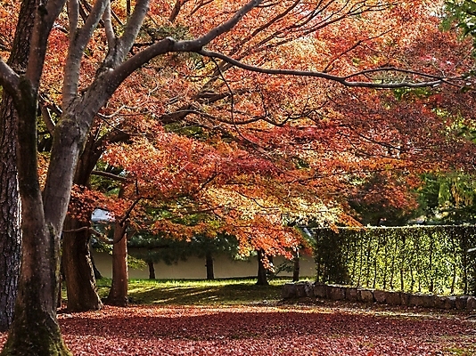포토 JPG 해외이미지 주간 단풍 단풍나무 사람없음 야외 해외포토 자연요소 나무 잎 파일형식 이미지허브