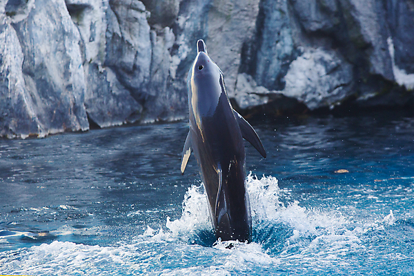 포토 JPG 해외이미지 동물 행복 야생동물 바다 백그라운드 2 장난 포유류 자연 놀이 생물 동물원 어류 사람없음 물 파란색 달리기 점프 수중 수영 힘 기쁨 회색 젖음 게임 흰색 떨어짐 돌고래 다이빙 코 쇼 지느러미 수영선수 수족관 지능 해외포토 자연요소 감정 컬러 컨셉 모션 운동선수 신체부위 수중동물 수상스포츠 생태계 수중스포츠 파일형식 이미지허브