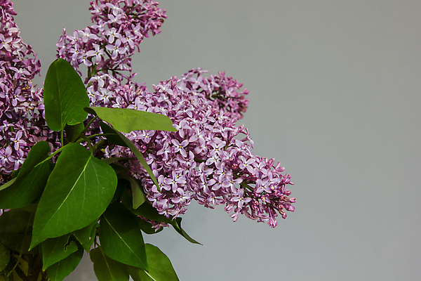 포토 JPG 해외이미지 식물 계절 꽃잎 꽃 분홍색 꽃다발 백그라운드 꽃무늬 자연 유리 탁자 휴가 흑백 선물 사람없음 장식 초록색 여름 우주 꽃병 보라색 봄 회색 낭만 벚꽃 흰색 개화 다발 향기 라일락 내추럴 고립 해외포토 컬러 가구 컨셉 무늬 재질 촬영기법 생태계 냄새 파일형식 이미지허브