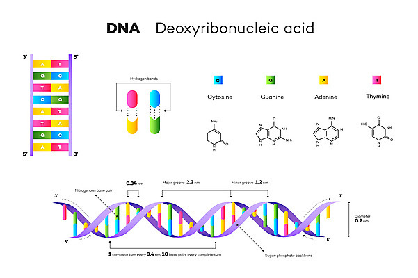 JPG 해외이미지 일러스트 사람없음 인포그래픽 DNA 생명공학 분석 분석자료 분자구조 생명과학 이중나선 이중나선구조 해외일러스트 과학 컨셉 의학 자료 파일형식 이미지허브