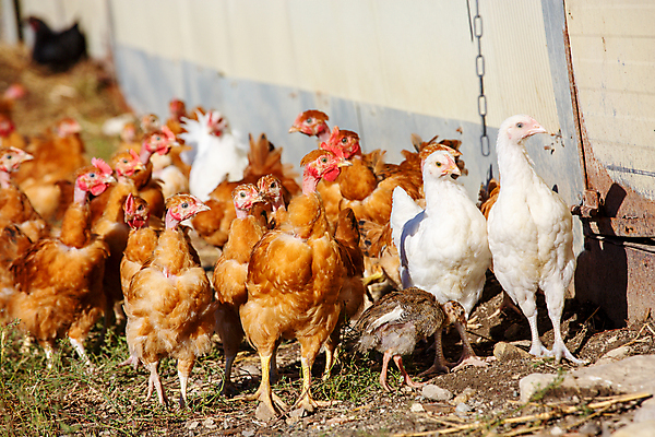 포토 JPG 해외이미지 동물 음식 밭 농업 자연 조류 건강 육류 초원 사람없음 야외 빨간색 농장 갈색 환경 농사 계란 치킨 가축 봄 시골 관찰 농부 낟알 땅 깃털 유기농 부리 수탉 내추럴 무료 밭일 수유 암탉 해외포토 직업 웰빙 계절 산업 컬러 식재료 모션 알 닭 암컷 수컷 생태계 닭고기요리 파일형식 이미지허브
