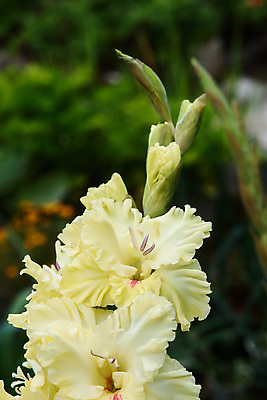 포토 JPG 해외이미지 식물 꽃잎 꽃 꽃다발 백그라운드 컨셉 꽃무늬 패턴 자연 추상 사람없음 장식 물 여름 빛 노란색 정원 벚꽃 꽃술 신선 닫기 소프트포커스 묘사 유기농 원예 질감 잡종 내추럴 꽃수술 흥미 해외포토 자연요소 웰빙 계절 컬러 무늬 모션 촬영기법 취미 생태계 파일형식 이미지허브