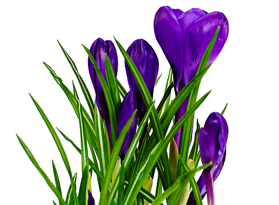 포토 JPG 해외이미지 식물 계절 꽃잎 꽃 줄기 꽃다발 백그라운드 잎 자연 사람없음 초록색 파란색 농작물 뷰티 머리 보라색 봄 들꽃 벚꽃 흰색 꽃술 시골 투명 우아함 작음 자주색 자르기 오브젝트 싱글 장면 붓꽃 고립 해외포토 컬러 컨셉 농업 모션 신체부위 크기 생태계 파일형식 이미지허브