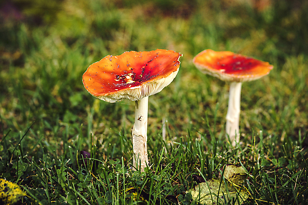 포토 JPG 해외이미지 주간 낙엽 자연 근접촬영 잔디 사람없음 야외 버섯 숲속 해외포토 자연요소 식물 뷰포인트 잎 숲 생태계 파일형식 이미지허브