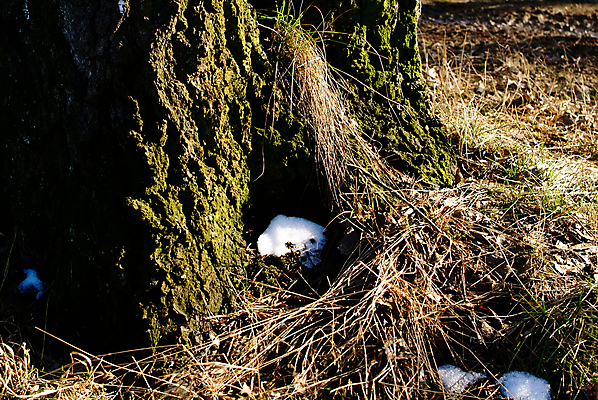 포토 JPG 해외이미지 나무 식물 계절 유럽 줄기 백그라운드 밭 자연 하늘 날씨 따뜻함 그림자 사람없음 야외 목재 초록색 빛 컬러풀 태양 일출 환경 맑음 귀걸이 일몰 봄 젖음 촉촉함 흰색 면 닫기 습지 저녁 숲 수분 장면 북쪽 침엽수 솜털 내추럴 해외포토 자연요소 나라 컬러 농업 재료 장신구 모션 노을 야간 방향 생태계 파일형식 이미지허브