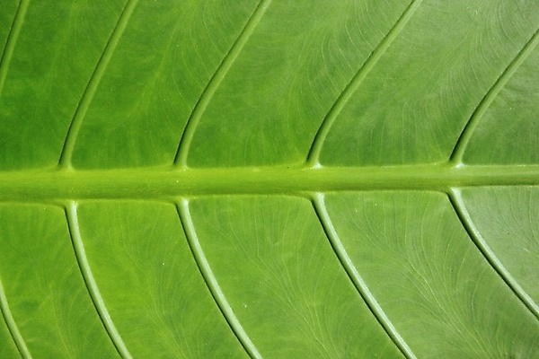 포토 JPG 해외이미지 나무 식물 구름 모래 파도 바다 섬 여행 잎 하늘 휴가 손바닥 풍경 사람없음 물 파란색 햇빛 만 닫기 휴양지 석호 몰디브 파라다이스 수평선 해외포토 자연요소 손 아시아 컬러 모션 태양 장소 파일형식 이미지허브