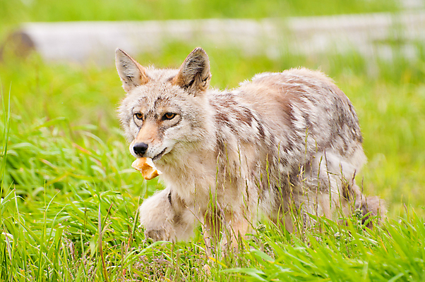 포토 JPG 해외이미지 동물 공원 야생동물 음식 빵 자연 털 동물원 사람없음 빨간색 초록색 갈색 센터 먹이 먹기 여우 헛간 알래스카 고립 수유 온실 그리너리 해외포토 공공시설 컬러 포유류 모션 미국 생태계 저장고 파일형식 트랜드컬러 이미지허브