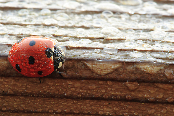 포토 JPG 해외이미지 주간 나무 한마리 사람없음 야외 젖음 빗방울 무당벌레 해외포토 자연요소 식물 1 곤충 비_날씨 파일형식 이미지허브