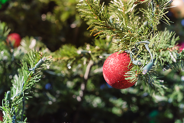 포토 JPG 해외이미지 나무 전통 계절 공원 크리스마스장식 크리스마스 겨울 공 유리 하늘 휴가 새해 주택 기념 매달리기 사람없음 장식 초록색 빛 반짝임 크리스마스트리 축제 미국 화환 장식볼 나뭇가지 축하 소나무 원형 화려 황금 닫기 정사각형 해피뉴이어 전나무 원뿔 광 여의주 텍사스 가문비나무 해외포토 도형 식물 공공시설 기념일 꽃 컬러 컨셉 북아메리카 모션 재질 건물 새해인사 파일형식 이미지허브