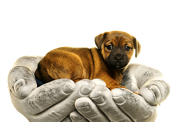 포토 JPG 해외이미지 스튜디오촬영 동물 척추동물 응시 새끼 포유류 휴식 실내 관리 사람없음 옆모습 반려동물 갈색 회색 만지기 잡기 개 강아지 선탠 보호 작음 흰배경 송곳니 거짓말 고립 유래 천진난만 카피스페이스 해외포토 시선 뷰포인트 컬러 백그라운드 컨셉 모션 내부 공백 흰색 치아 크기 파일형식 이미지허브