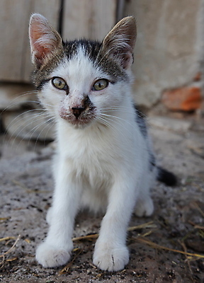 포토 JPG 해외이미지 동물 1 행복 얼굴 백그라운드 장난 포유류 자연 놀이 휴식 털 사람없음 야외 초록색 반려동물 귀여움 마을 정원 고양이 산책 흰색 아기 달콤 작음 모피 솜털 해외포토 감정 컬러 컨셉 사람 신체부위 맛 크기 생태계 파일형식 이미지허브