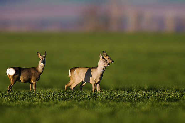 포토 JPG 해외이미지 주간 응시 야생동물 두마리 사슴 서기 잔디 사람없음 야외 아웃포커스 소프트포커스 해외포토 자연요소 식물 동물 시선 2 포유류 모션 촬영기법 파일형식 이미지허브
