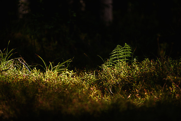 포토 JPG 해외이미지 나무 식물 꽃 잎 자연 종류 이끼 풍경 사람없음 목재 초록색 여름 강 태양 환경 어둠 봄 카펫 벚꽃 개울 황무지 약초 숲 열대우림 유기농 뿌리 생태학 영원 가문비나무 해외포토 자연요소 웰빙 계절 교육 컬러 재료 풀_식물 생태계 파일형식 이미지허브