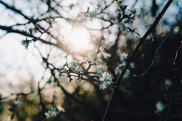 포토 JPG 해외이미지 나무 식물 계절 공원 꽃 백그라운드 잎 자연 하늘 추상 미술 사람없음 목재 초록색 빛 햇빛 태양 뷰티 노란색 일출 정원 맑음 일몰 봄 새벽 안개 성장 벚꽃 광선 나뭇가지 시골 신선 개화 숲 속도 향기 내추럴 해외포토 자연요소 공공시설 컬러 무늬 재료 날씨 문화예술 노을 생태계 냄새 파일형식 이미지허브