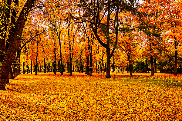 포토 JPG 해외이미지 주간 공원 단풍 낙엽 단풍나무 사람없음 야외 주황색 해외포토 자연요소 나무 공공시설 컬러 잎 파일형식 이미지허브