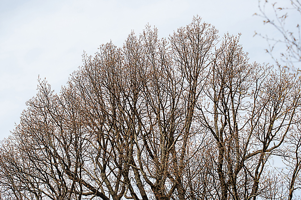 포토 JPG 해외이미지 나무 식물 계절 실루엣 줄기 백그라운드 겨울 밭 자연 하늘 건조 풍경 사람없음 야외 가로 파란색 검은색 고요 안개 가을 나뭇가지 농촌 시골 죽음 고독 큼 싱글 벌거벗은 해외포토 감정 컬러 농업 날씨 촬영기법 크기 생태계 파일형식 이미지허브