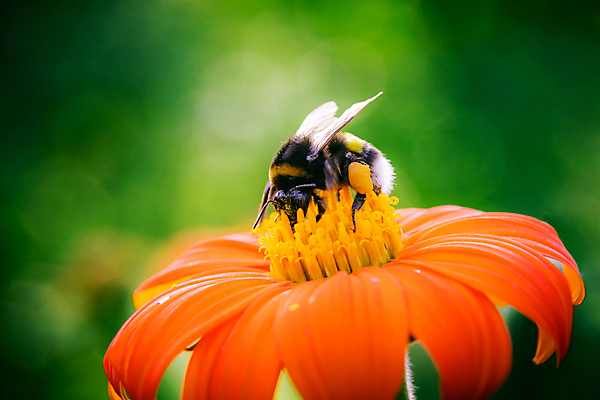 포토 JPG 해외이미지 식물 꽃잎 꽃 백그라운드 꽃무늬 오렌지 자연 사람없음 초록색 여름 컬러풀 뷰티 노란색 정원 봄 벚꽃 내추럴 호박벌 해외포토 계절 컬러 무늬 과일 벌_곤충 생태계 파일형식 이미지허브