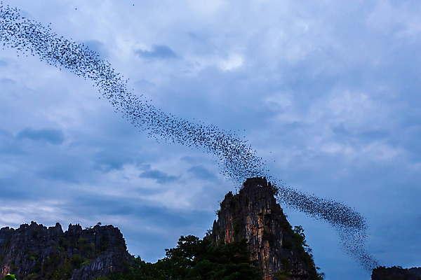 포토 JPG 해외이미지 나무 동물 실루엣 아시아 야생동물 파도 돈 포유류 자연 하늘 아침 산 동양인 사람없음 야외 파란색 햇빛 태양 일출 검은색 황혼 일몰 새벽 할로윈 자유 그룹 동굴 저녁 박쥐 내추럴 넘어짐 식민지 테마 현상 많음 해외포토 주간 자연요소 식물 나라 바다 컬러 컨셉 모션 촬영기법 인종 노을 재산 야간 생태계 파일형식 이미지허브