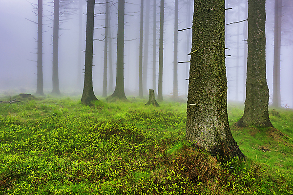 포토 JPG 해외이미지 나무 식물 계절 공원 유럽 여행 자연 아침 날씨 서기 풍경 사람없음 야외 목재 가로 초록색 빛 컬러풀 갈색 평화 환경 봄 안개 나뭇가지 신선 황무지 숲 생태계 장면 부드러움 침엽수 내추럴 삼림지대 가문비나무 해외포토 주간 공공시설 나라 컬러 컨셉 재료 모션 감각 파일형식 이미지허브