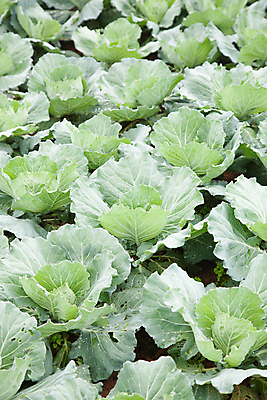 포토 JPG 해외이미지 식물 계절 산업 음식 백그라운드 잎 밭 농업 채소 자연 산 건강 풍경 사람없음 야외 초록색 농작물 농장 농경지 정원 흙 봄 수확 성장 시골 신선 유기농 양배추 날것 밭일 줄서기 해외포토 웰빙 컬러 모션 생태계 파일형식 이미지허브