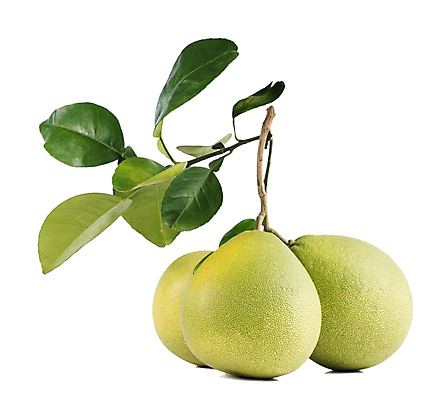 포토 JPG 해외이미지 잎 과일 사람없음 연두색 포멜로 해외포토 식물 초록색 파일형식 이미지허브