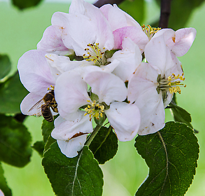 포토 JPG 해외이미지 나무 식물 동물 계절 꽃잎 꽃 분홍색 곤충 백그라운드 농업 자연 하늘 사람없음 야외 초록색 파란색 빛 뷰티 정원 봄 벚꽃 흰색 나뭇가지 신선 작업 개화 닫기 벌레 꿀벌 사과 수분 다발 꽃가루 꿀 내추럴 꽃수술 호박벌 해외포토 산업 컬러 과일 모션 벌_곤충 가루 생태계 파일형식 이미지허브