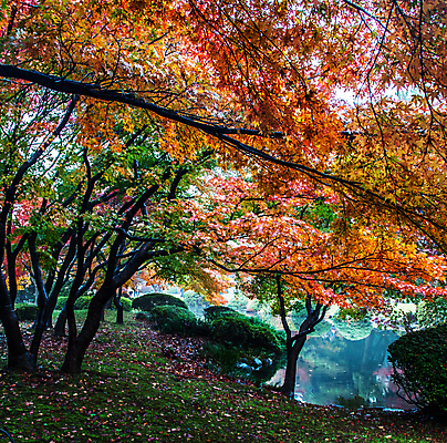 포토 JPG 해외이미지 주간 단풍 단풍나무 사람없음 야외 강 해외포토 자연요소 나무 잎 파일형식 이미지허브