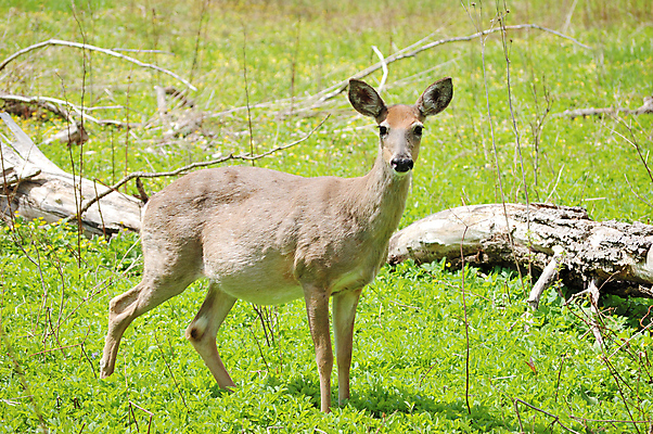 포토 JPG 해외이미지 동물 여자 야생동물 포유류 자연 사슴 사람없음 야외 여름 임신 숲 암사슴 해외포토 계절 사람 암컷 생태계 파일형식 이미지허브