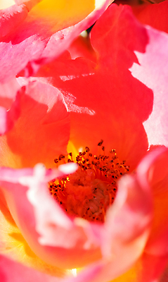 포토 JPG 해외이미지 식물 디자인 계절 꽃잎 꽃 분홍색 백그라운드 컨셉 꽃무늬 자연 추상 휴가 발렌타인데이 사랑 미술 사람없음 여름 빛 컬러풀 장미 노란색 환경 정원 맑음 보라색 봄 벚꽃 신선 신용카드 개화 선택 묘사 질감 초대 부드러움 내추럴 해외포토 감정 컬러 무늬 데이이벤트 날씨 문화예술 금융 감각 생태계 파일형식 이미지허브