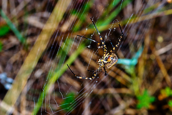 포토 JPG 해외이미지 야생동물 곤충 자연 사람없음 야외 컬러풀 노란색 검은색 줄무늬 벌레 말벌 위험 무서움 육식동물 거미 복부 못생김 해외포토 동물 감정 컬러 컨셉 무늬 신체부위 벌_곤충 생태계 파일형식 이미지허브