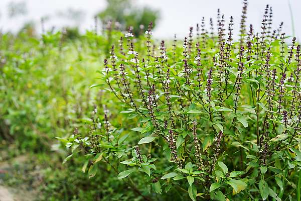 포토 JPG 해외이미지 식물 꽃잎 꽃 음식 잎 밭 채소 재료 태국 자연 건강 요리 동양인 사람없음 초록색 정원 봄 벚꽃 흰색 신선 달콤 허브 향신료 유기농 원예 아로마 향료 향 아로마테라피 바질 내추럴 밭일 생태학 해외포토 웰빙 계절 교육 아시아 컬러 농업 인종 취미 맛 생태계 향기 냄새 테라피 향미료 파일형식 이미지허브